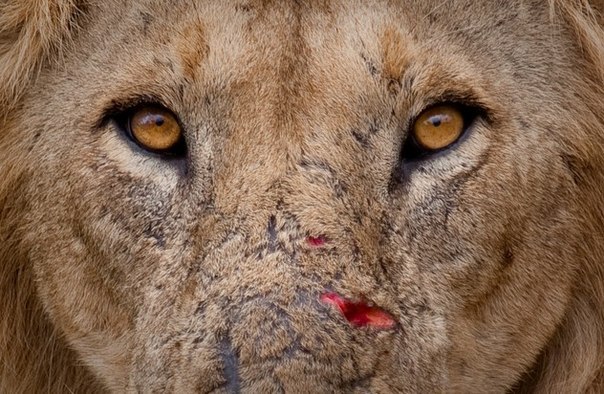 Владимир Родионов | 