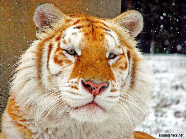 Андрей Ильин и не подозревал, что его фамилия | Нижний Новгород