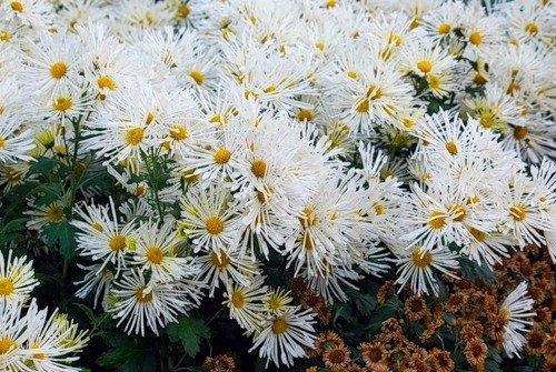 Ольга Баландина(Кузнецова) | Санкт-Петербург