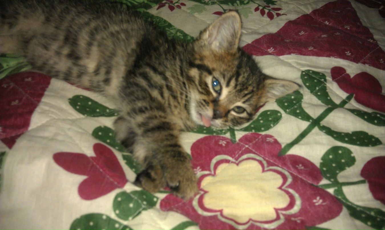 Радмила I | New York City