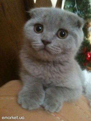 Володимир Маленчук | Тернополь