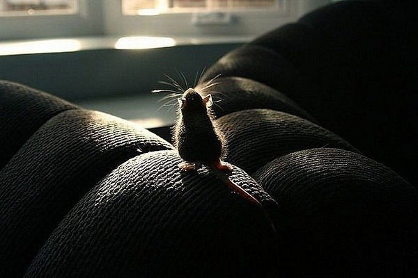 Кристина Залунная | 