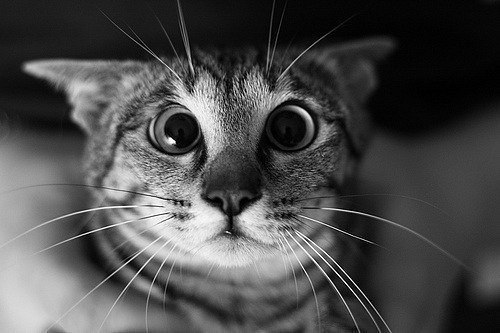 Дима Светлов | 