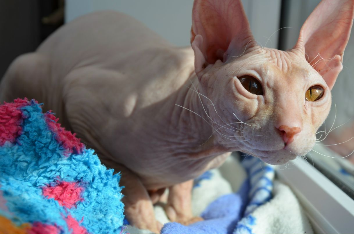 Олег Барышников | Липецк