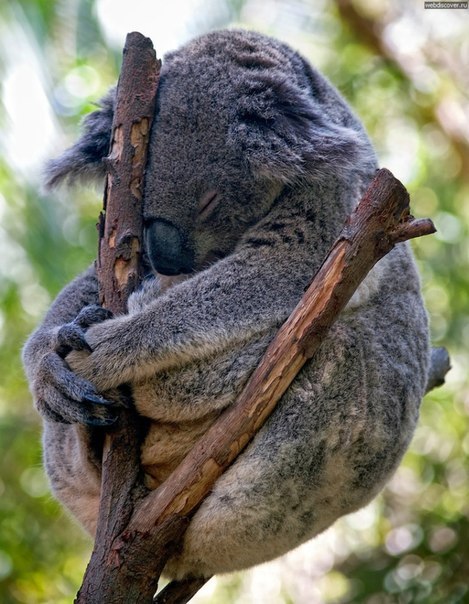 Эльвира Хаджаева ₪ Нуреева ₪ | 