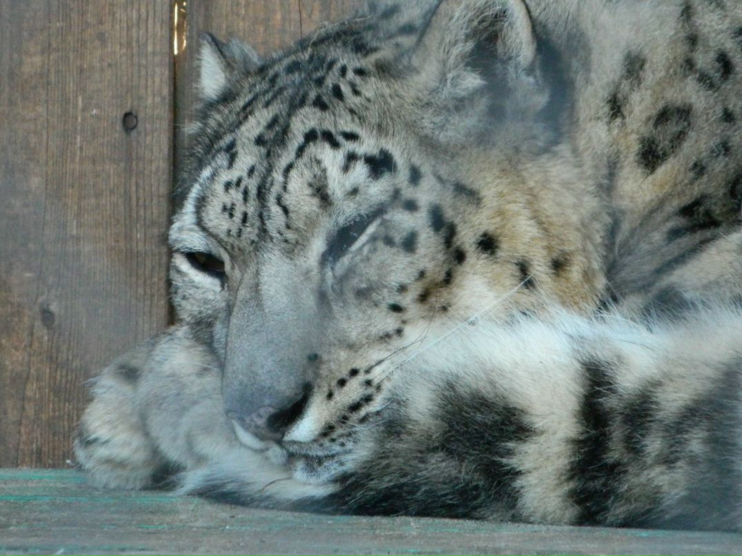 Олеся Солнышкина | Красноярск