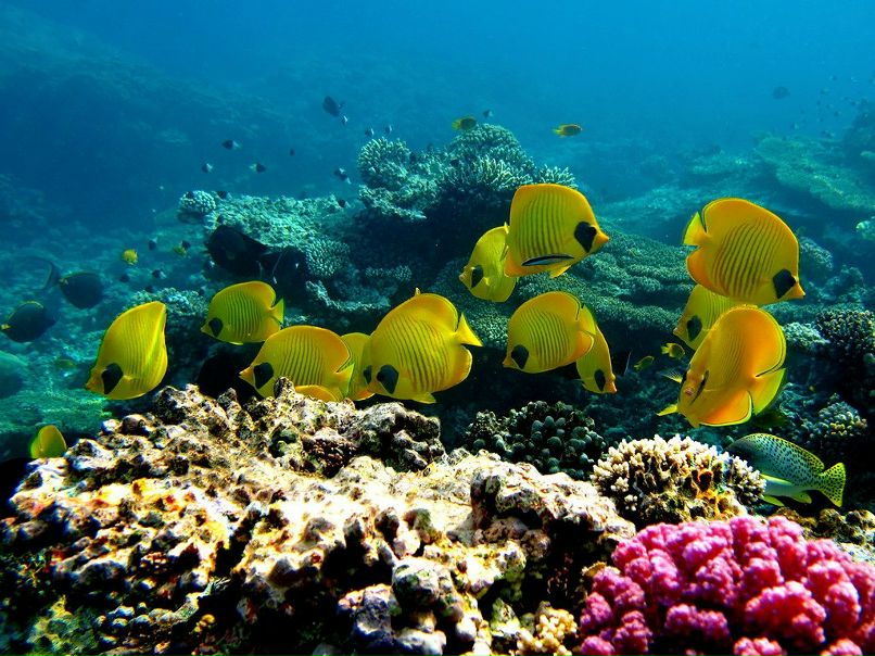 Марина Киреева | Санкт-Петербург