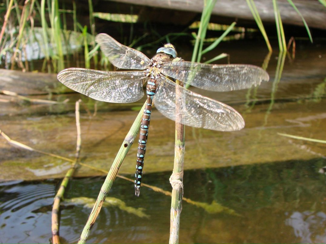 Евгений Осипов | Петрозаводск