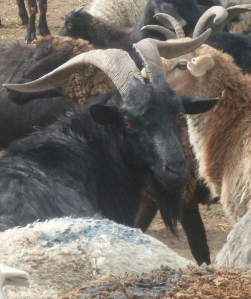 №4, Джамал Хегай, 36 лет, Wonsan №4, Джамал Хегай, 36 лет, Wonsan