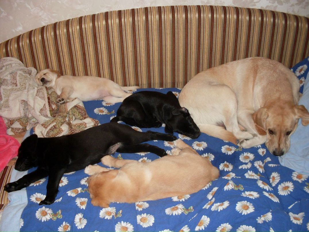 Диана Оренко | Киев