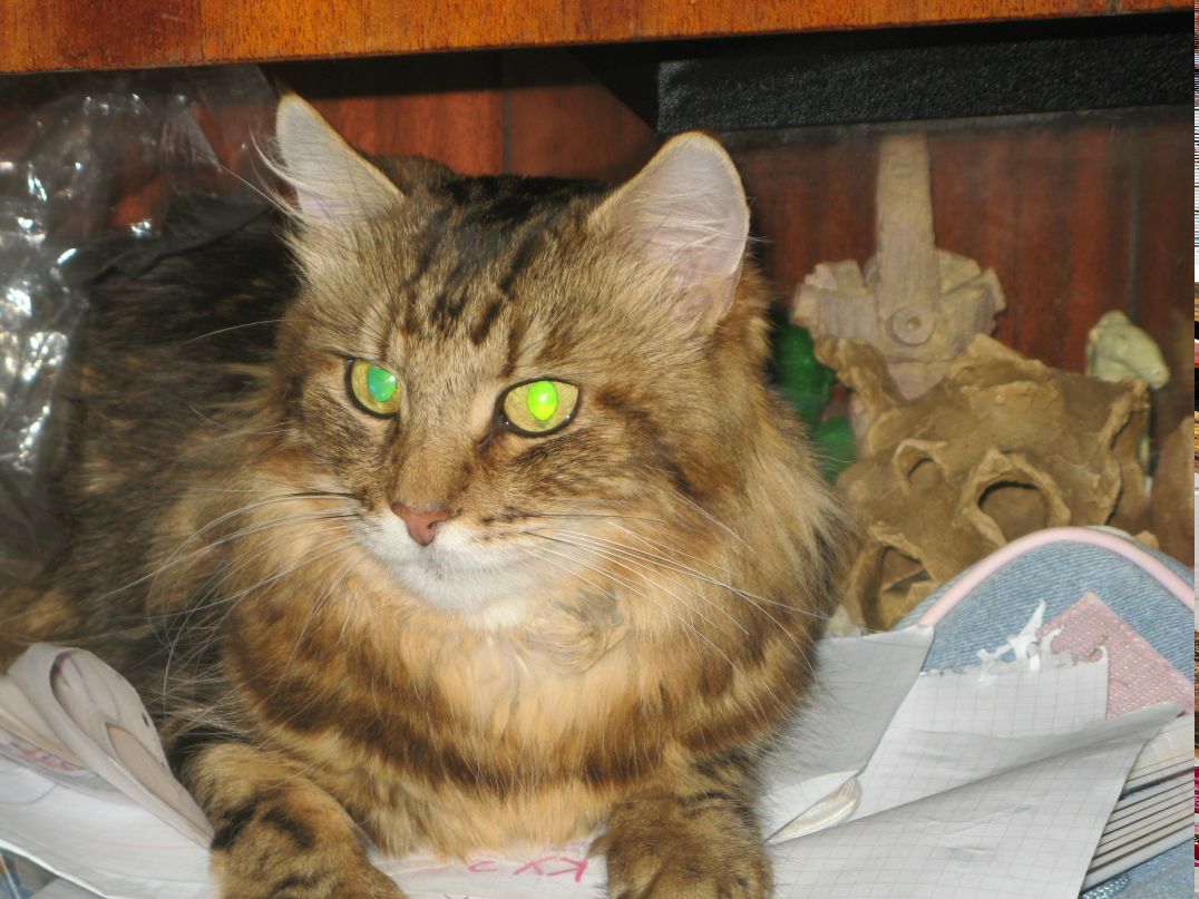 Наталья Шумляс | Киев