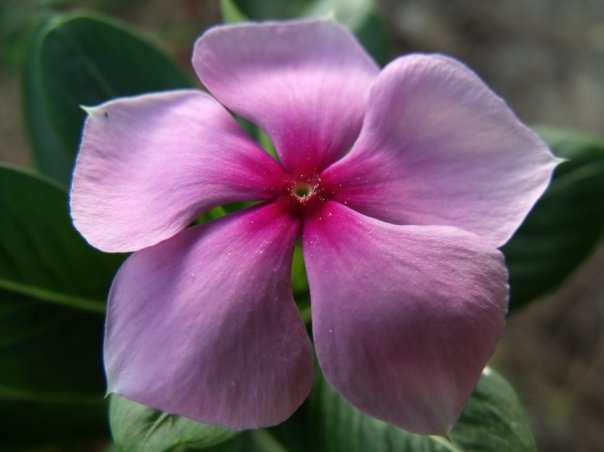 №12, Ирина Шестакова №12, Ирина Шестакова