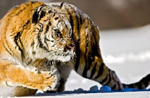 №60, Владимир Зачепа, 34 года, Николаев №60, Владимир Зачепа, 34 года, Николаев