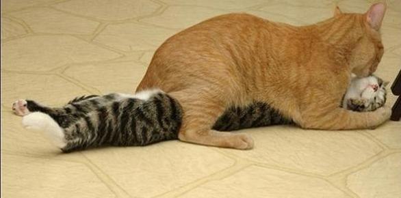 Ольга Сысолятина MacLeod | Киров