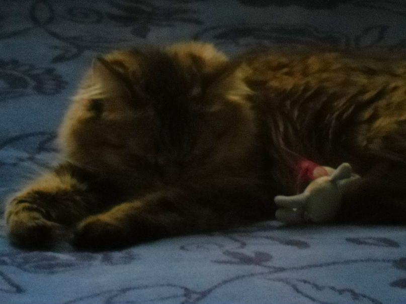 Женя Дмитриев | 