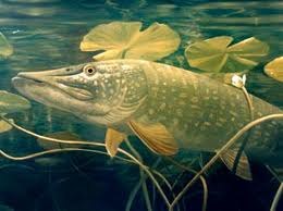 Олександр Клецько Gangstas Make The World Go Round | Киев