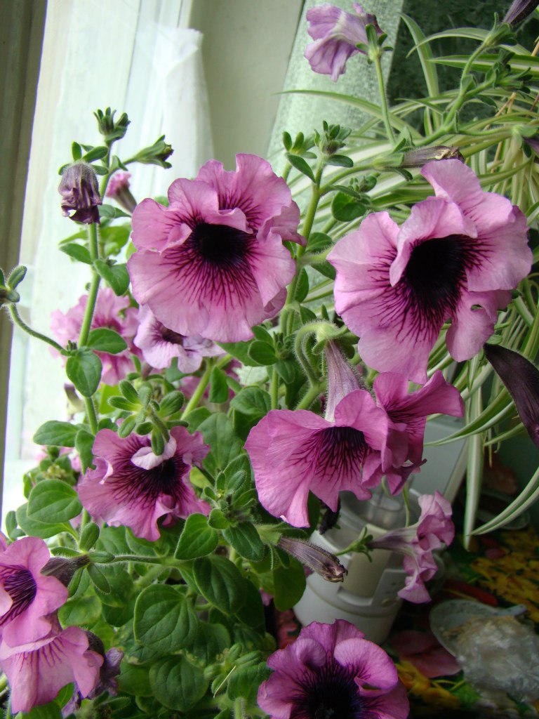 Антонина Гордий 