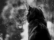 Фотография Красивая Кошка