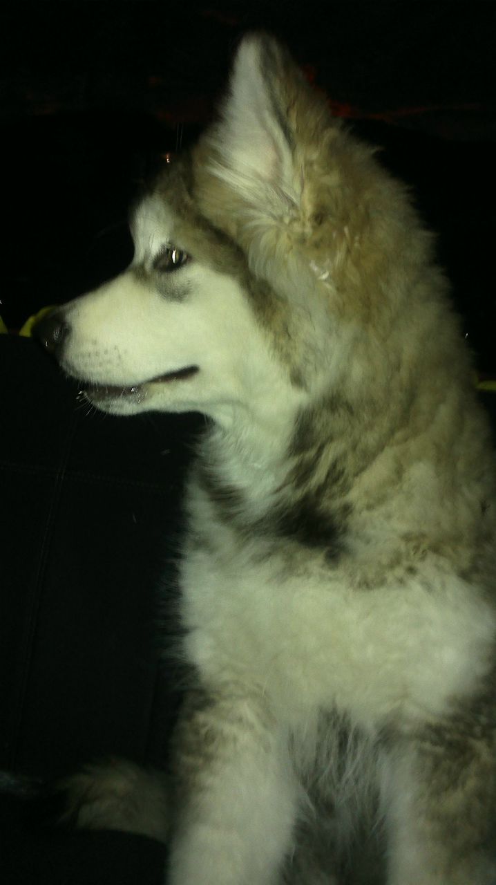 Всеволод Хайдаров | Санкт-Петербург