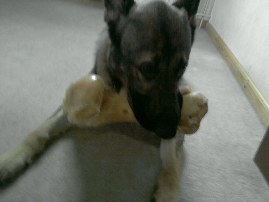 Anastasia Zezegov | Flensburg