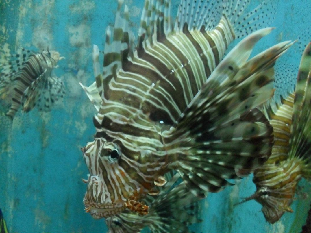 Светлана Лосева | Москва