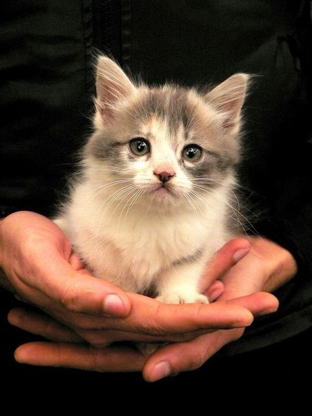 Мася Весна | 