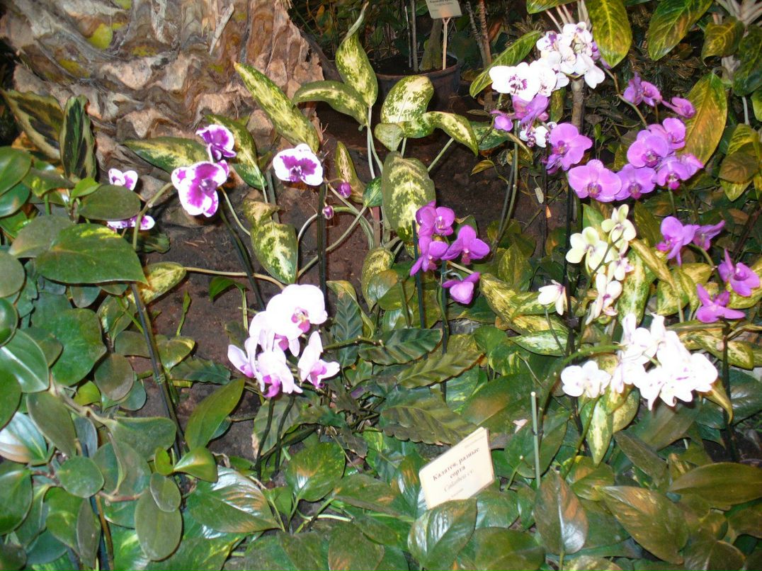 Татьяна Голубева | Москва