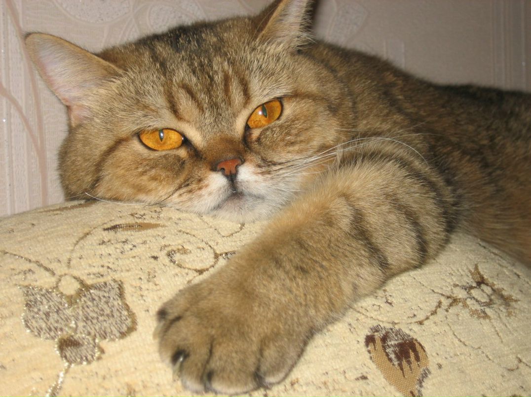 Светлана Заварзина | Нижний Новгород