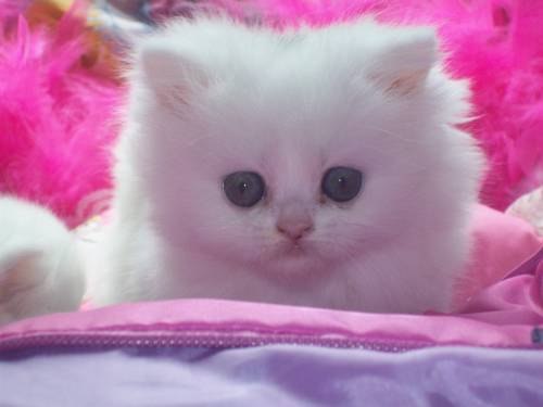 №74, Даша Орлена, Архангельская №74, Даша Орлена, Архангельская