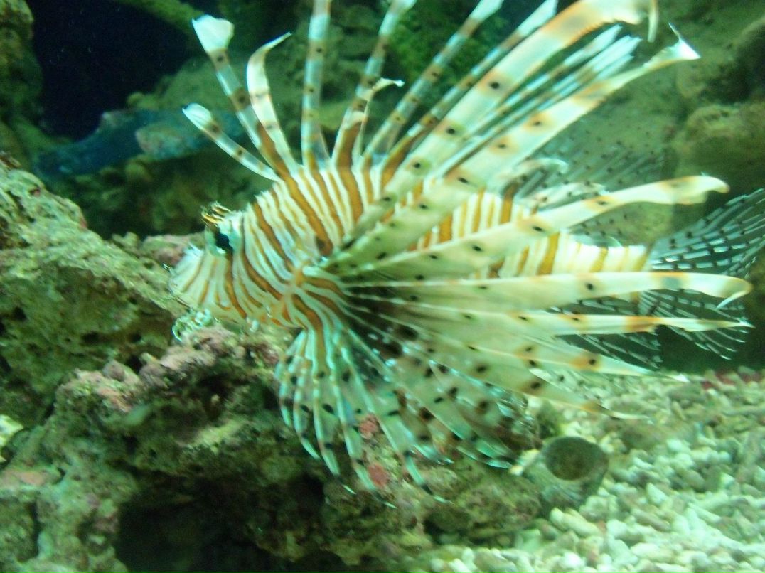 Наталья Мехнина | Павловский Посад