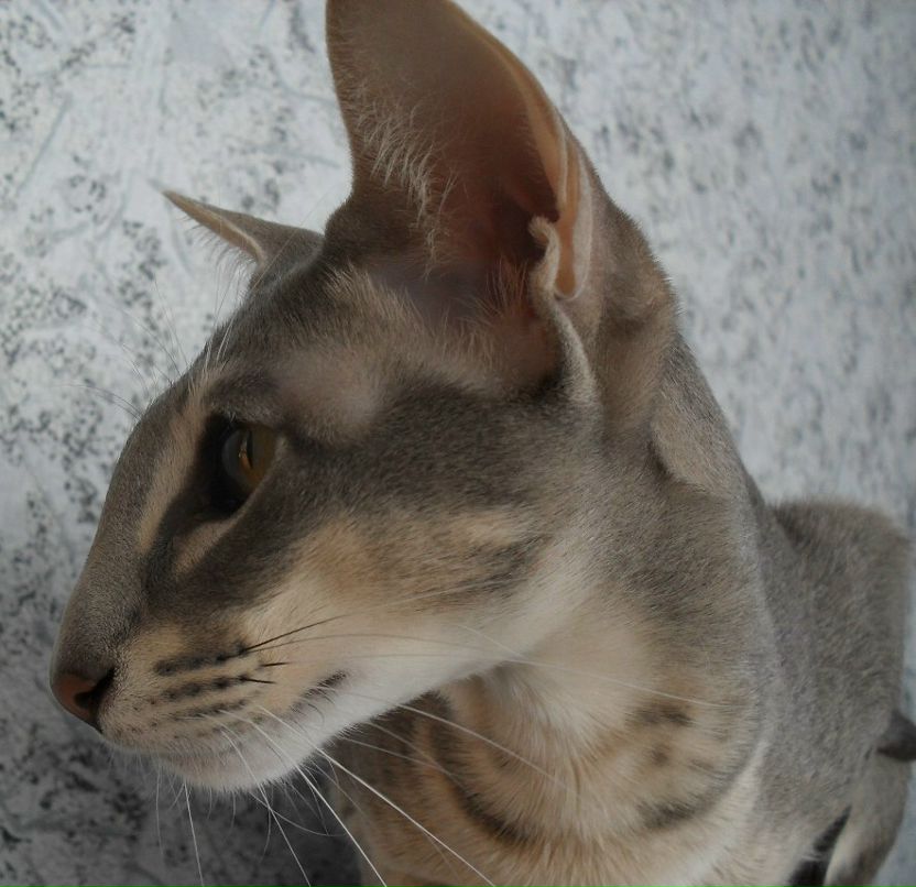 Андрей Кичкирёв | Саранск