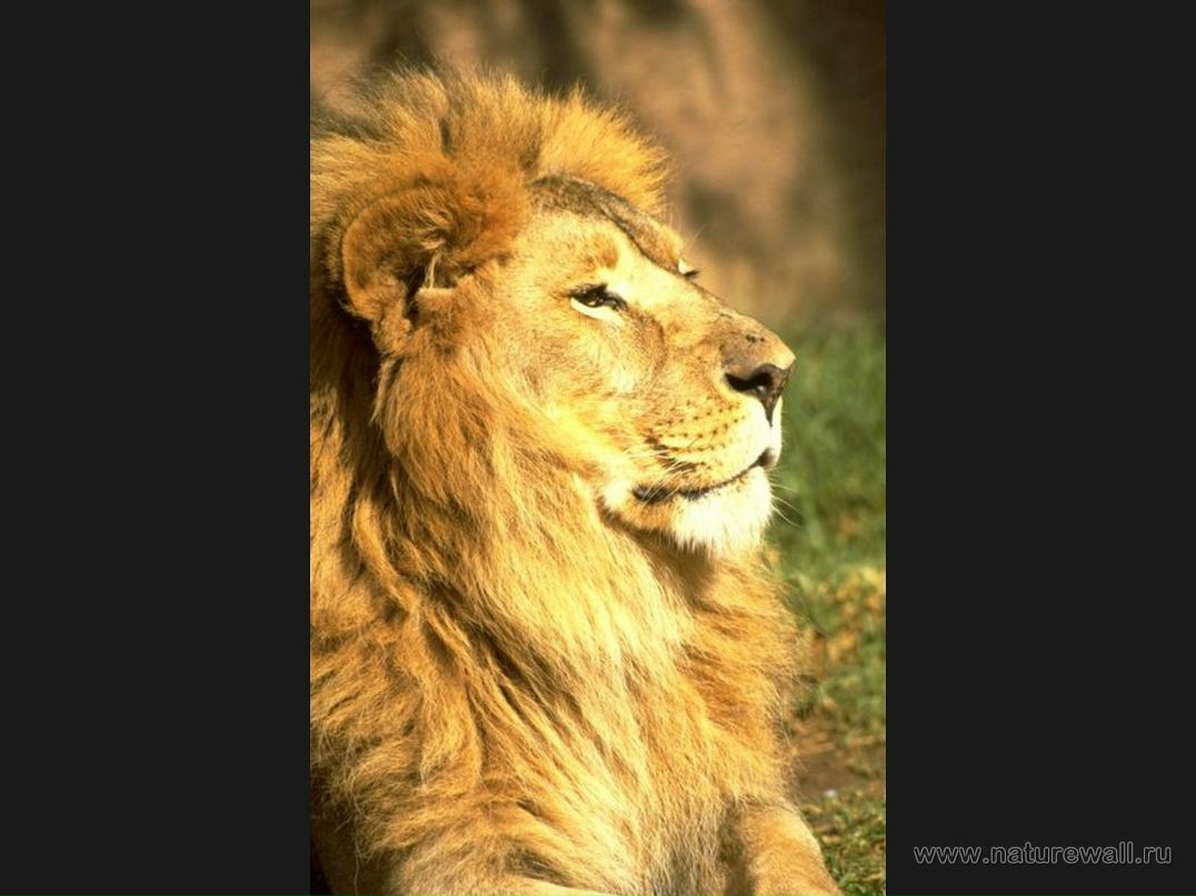 Gangstas Paradise Стёпчик | Москва