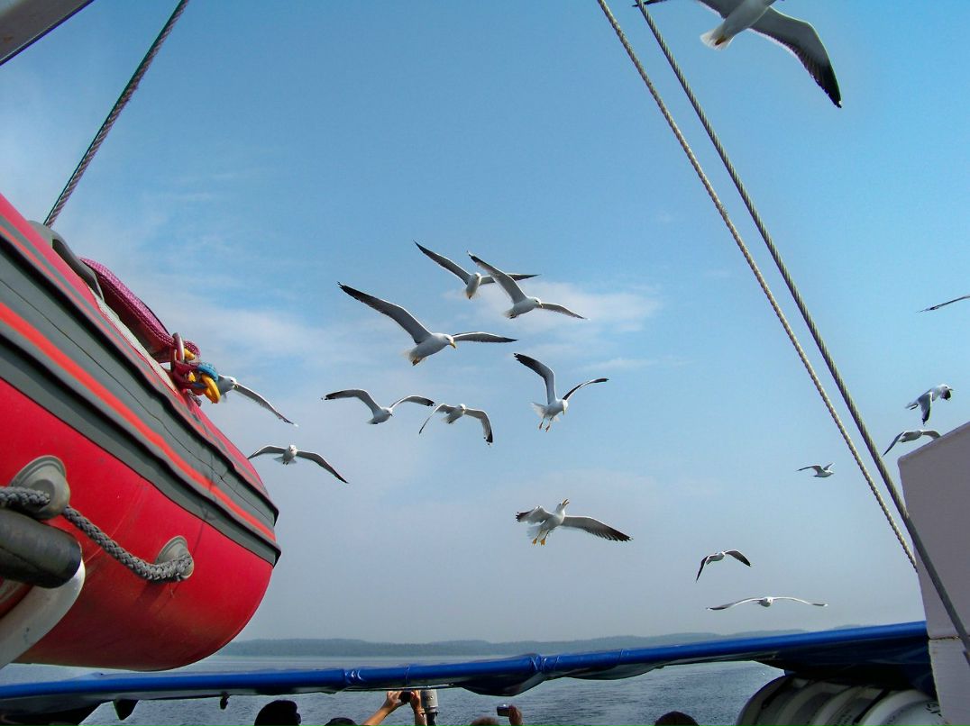 Дмитрий Цветков | Орёл