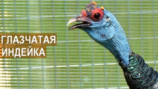 Экзотическая глазчатая индейка. Зооферма “Алексин-страус“