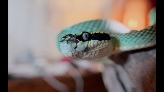 Update! I moved to a new country + new vipers!