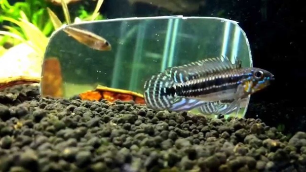 Wild caught Apistogramma