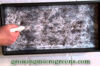 Growing Microgreens - Hydroponic Method Part 1 - Planting Micro Greens