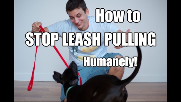 How to Train Your Dog to NOT PULL on the