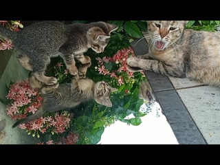 Time Machine Cats !!!! Longest Daily Cat's Story