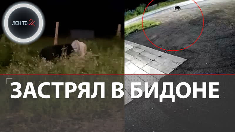 Медведь в беде: застрял в бидоне, Животное пять дней не