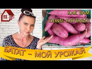 БАТАТ УРОЖАЙ 2021 - Результат эксперимента загущенной посадки