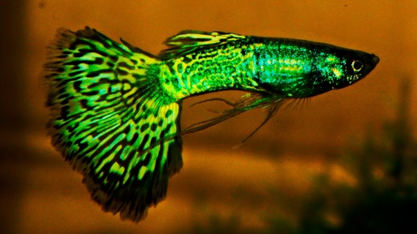 Metalhead Green Cobra Delta Ribbon Guppy Thai beauty