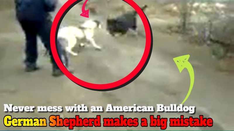 German shepherd attacks the wrong dog ( American Bulldog) and pays the