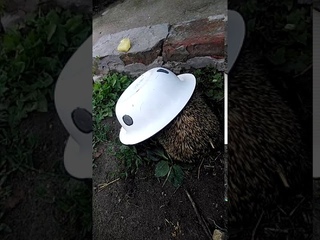 Наглый ёжик ворует еду у собаки