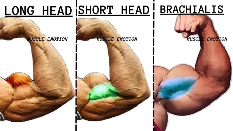 6 BEST BICEPS WORKOUT AT GYM TO GET BIGGER ARMS