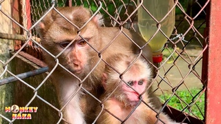 Dad’s sad mood when watching videos of Monkey Kaka and Monkey Mit