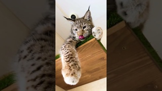 Как рысёнок Локи спускается с самой высокой полки