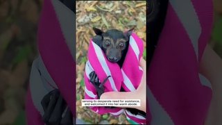 A baby bat finds forever home thanks to kind-hearted girl #shorts