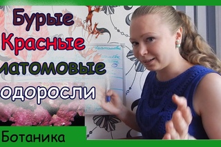 Урок биологии №44. Бурые, красные, диатомовые водоросли.