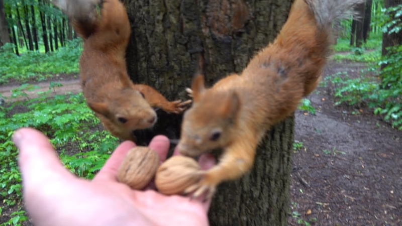 Белки. Дождь. Я промок насквозь, Squirrels. Rain. Im soaked